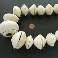 Conus Shell, Giant Conus Shell Pairs 18-55mm Diameter on 40-inch Strand