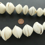 Conus Shell, Giant Conus Shell Pairs 18-55mm Diameter on 40-inch Strand