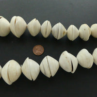 Conus Shell, Giant Conus Shell Pairs 18-55mm Diameter on 40-inch Strand