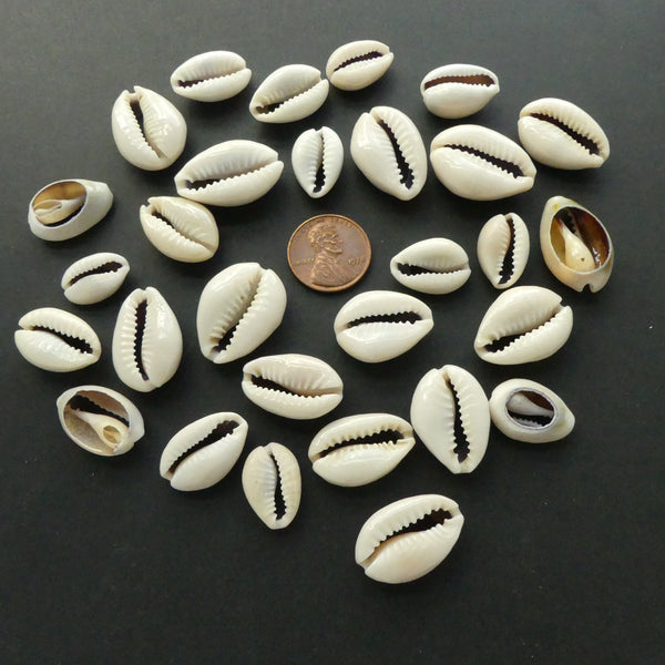 Cowrie Shells, Large Cut Shell about 25mm long, Sold by Lot of 30